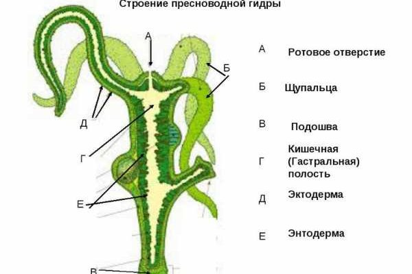 Новый сайт омг onion